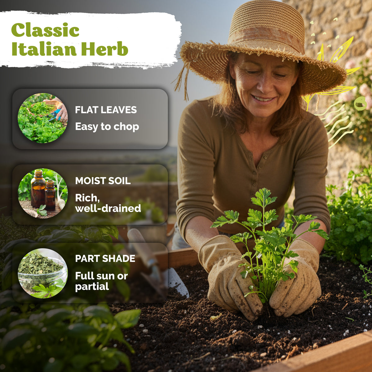 Dark Green Italian Flat-Leaf Parsley Seeds