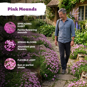 Soapwort Seeds – kviterseeds.com – photo 4