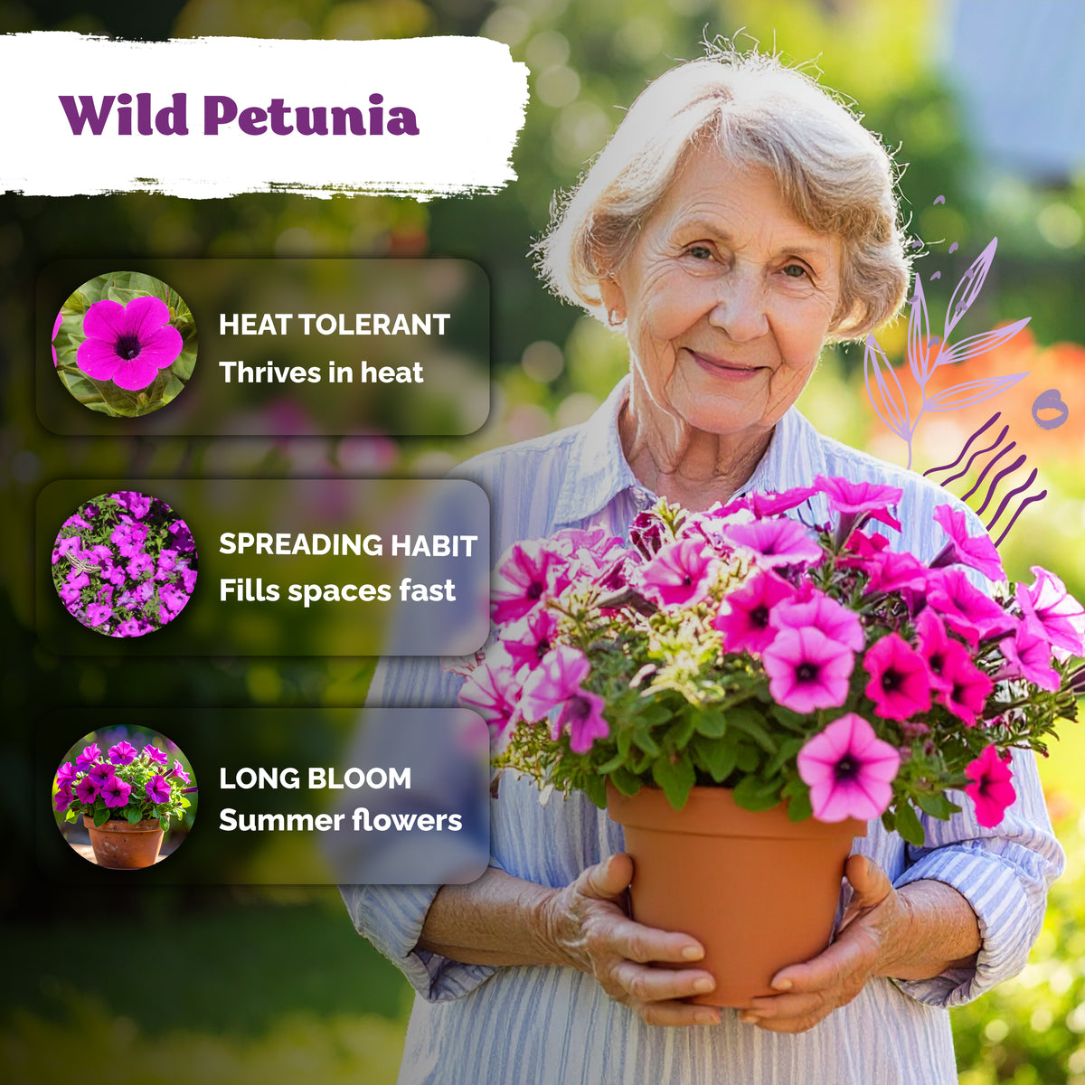 Shanin Wild Petunia Seeds – kviterseeds.com – photo 4