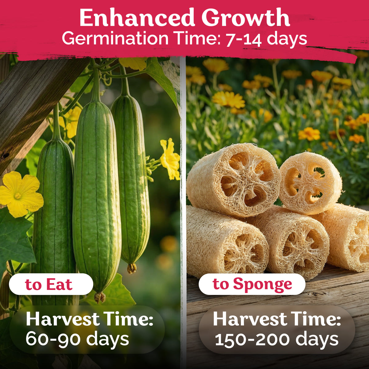 Luffa Sponge Seeds – kviterseeds.com – photo 3