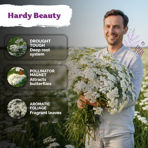 White Yarrow Seeds – kviterseeds.com – photo 4