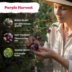 Purple Tomatillo Seeds – kviterseeds.com – photo 4