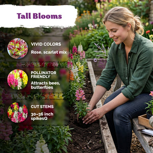 Maximum Mix Snapdragon Seeds – kviterseeds.com – photo 4