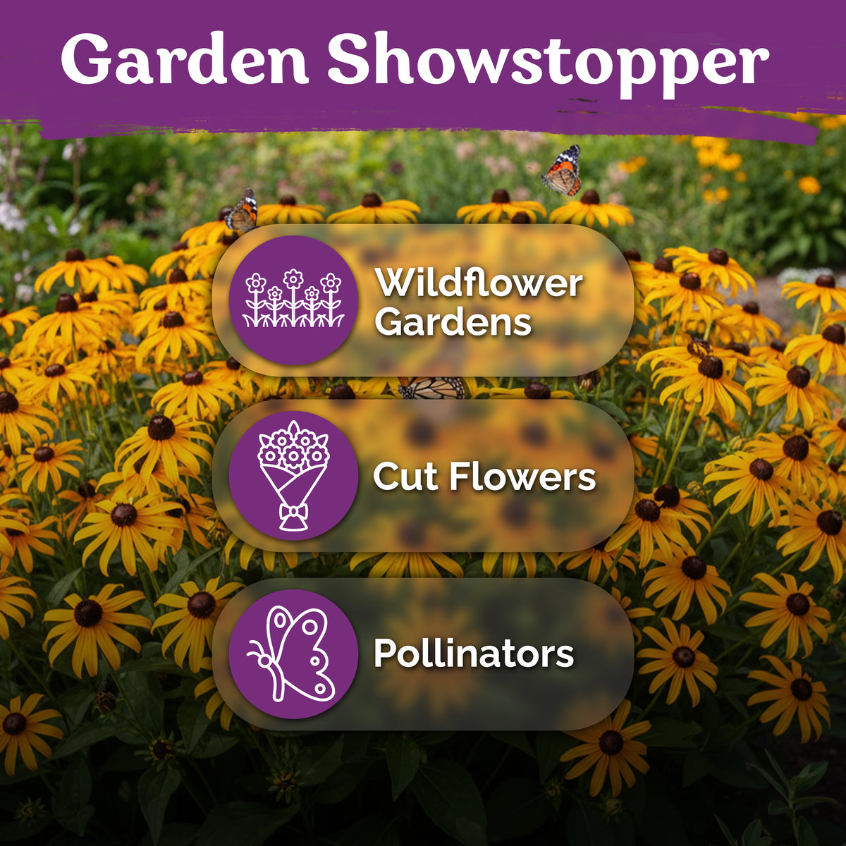 Black Eyed Susan Seeds