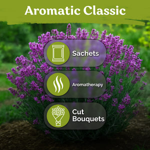 English Lavender Seeds – kviterseeds.com – photo 5