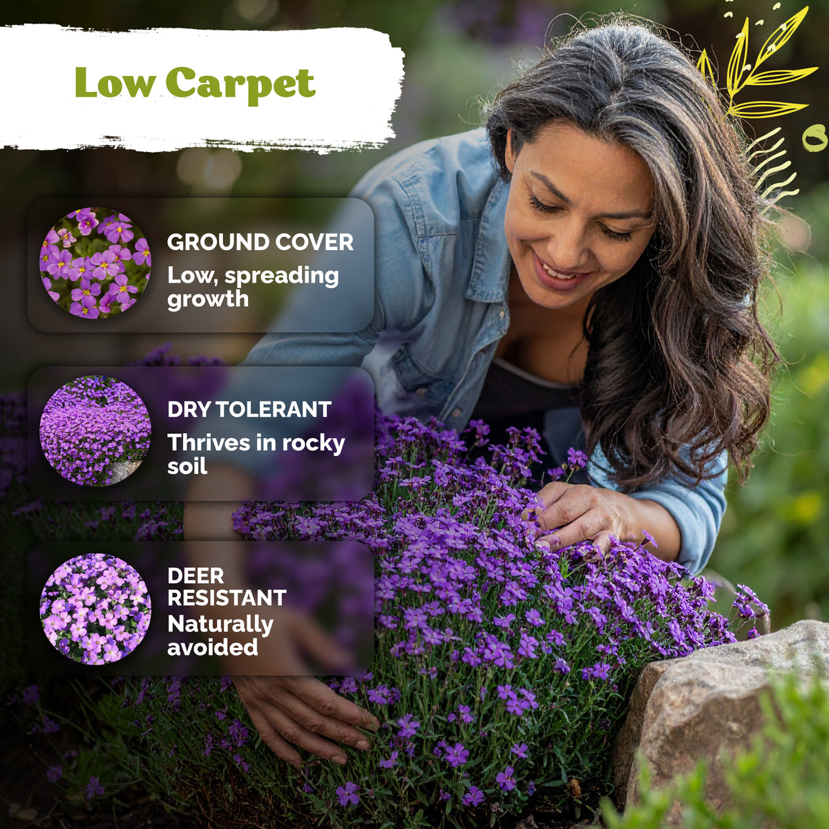 Purple Rockcress Seeds – kviterseeds.com – photo 4