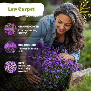 Purple Rockcress Seeds – kviterseeds.com – photo 4