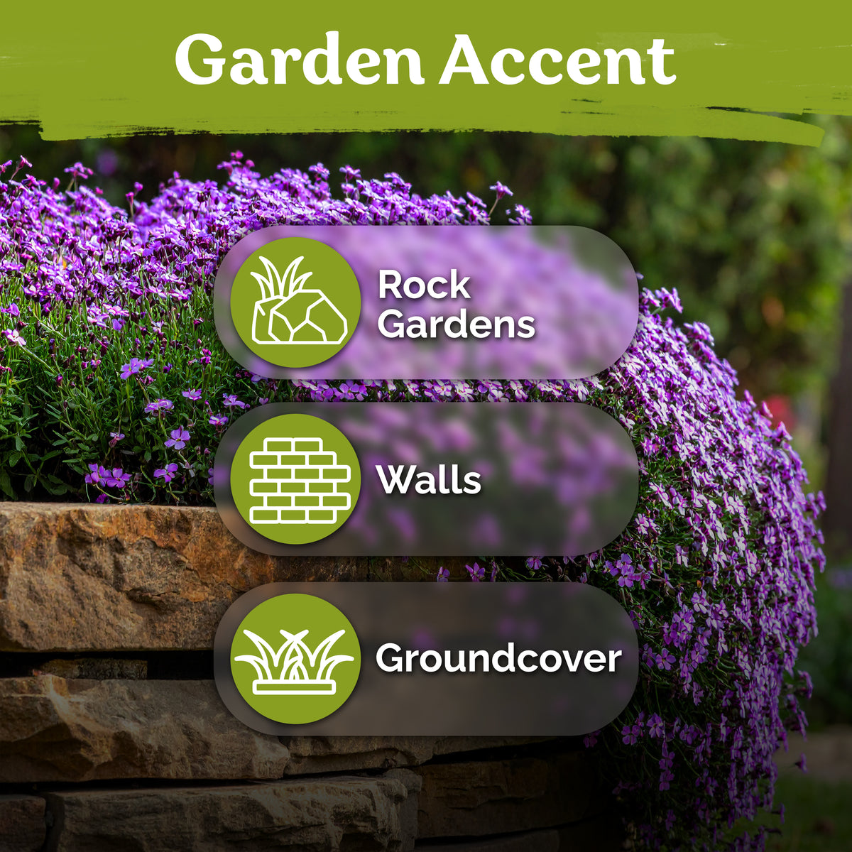 Purple Rockcress Seeds – kviterseeds.com – photo 5