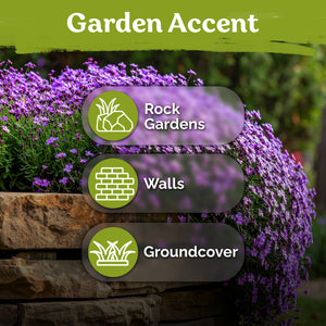 Purple Rockcress Seeds – kviterseeds.com – photo 5