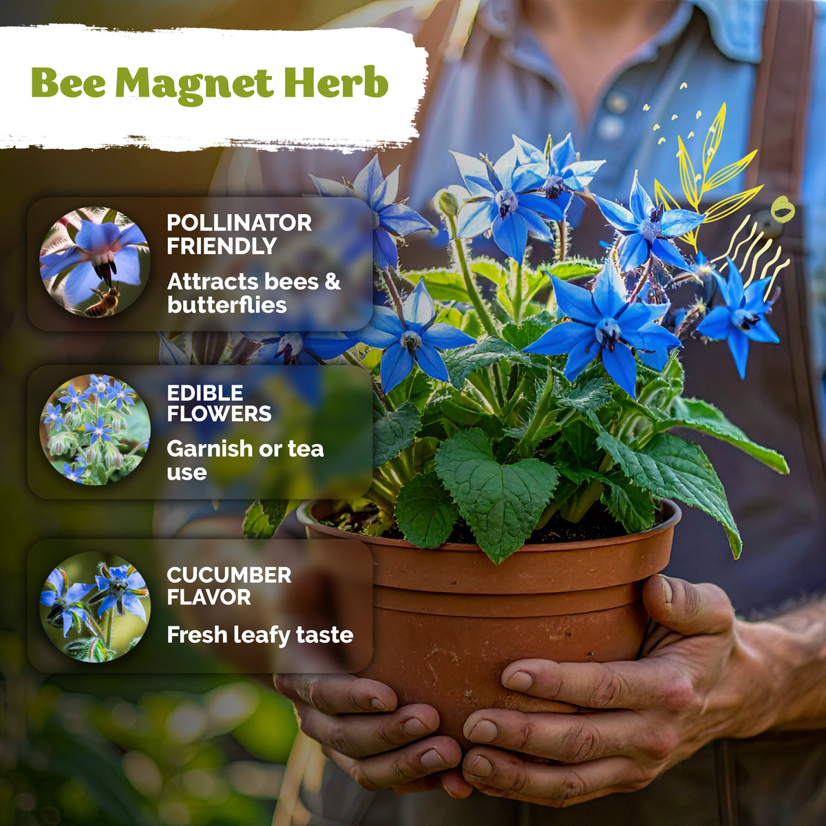 Borage Seeds