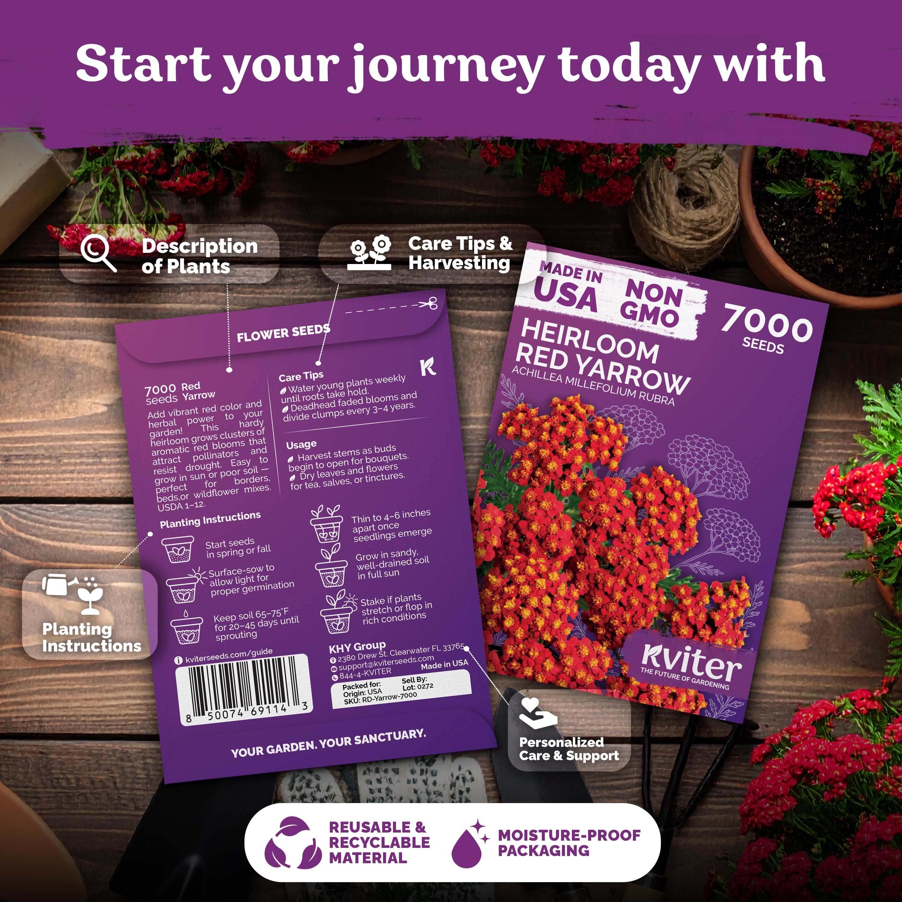 Red Yarrow Seeds – kviterseeds.com – photo 2