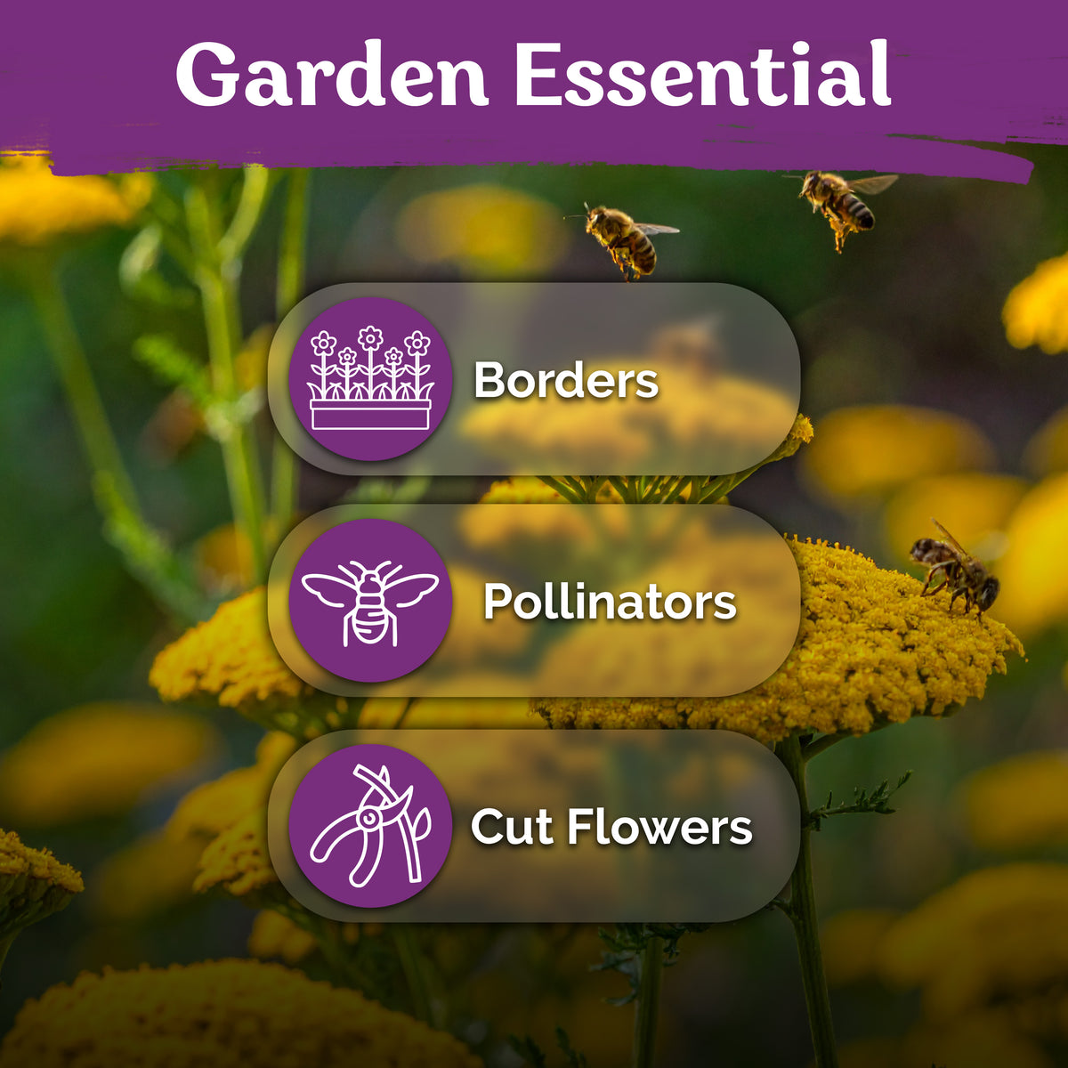 Gold Yarrow Seeds