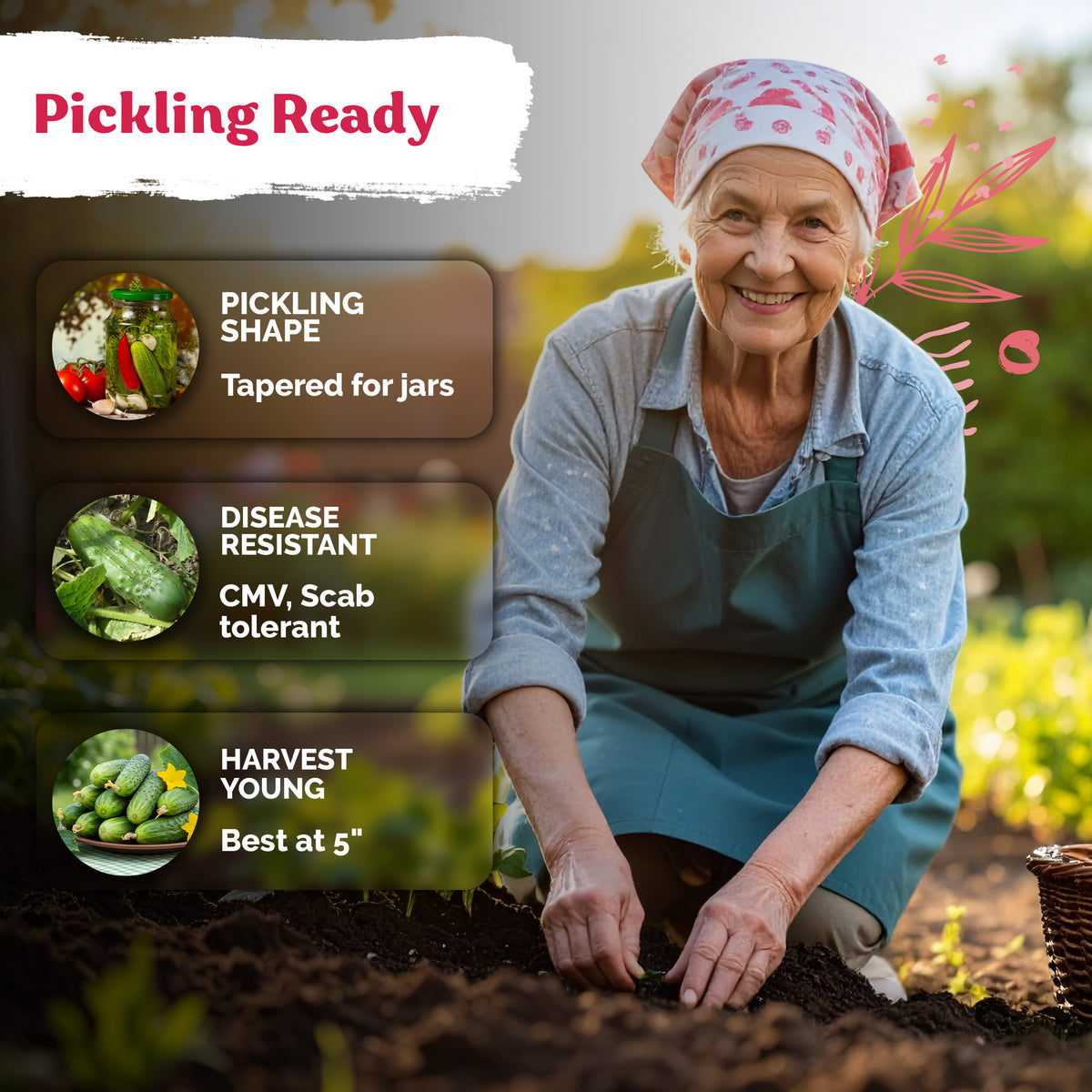 National Pickling Cucumber Seeds – kviterseeds.com – photo 4