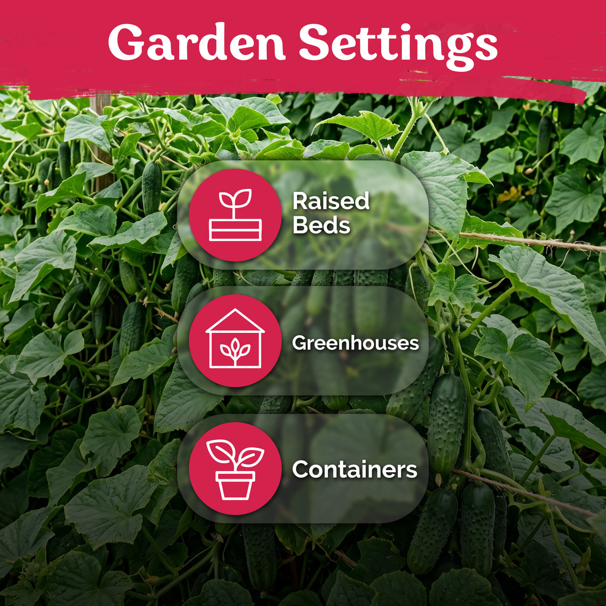 National Pickling Cucumber Seeds – kviterseeds.com – photo 5