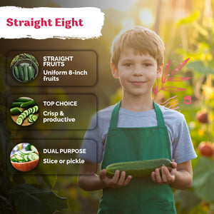 Straight Eight Cucumber Seeds – kviterseeds.com – photo 4