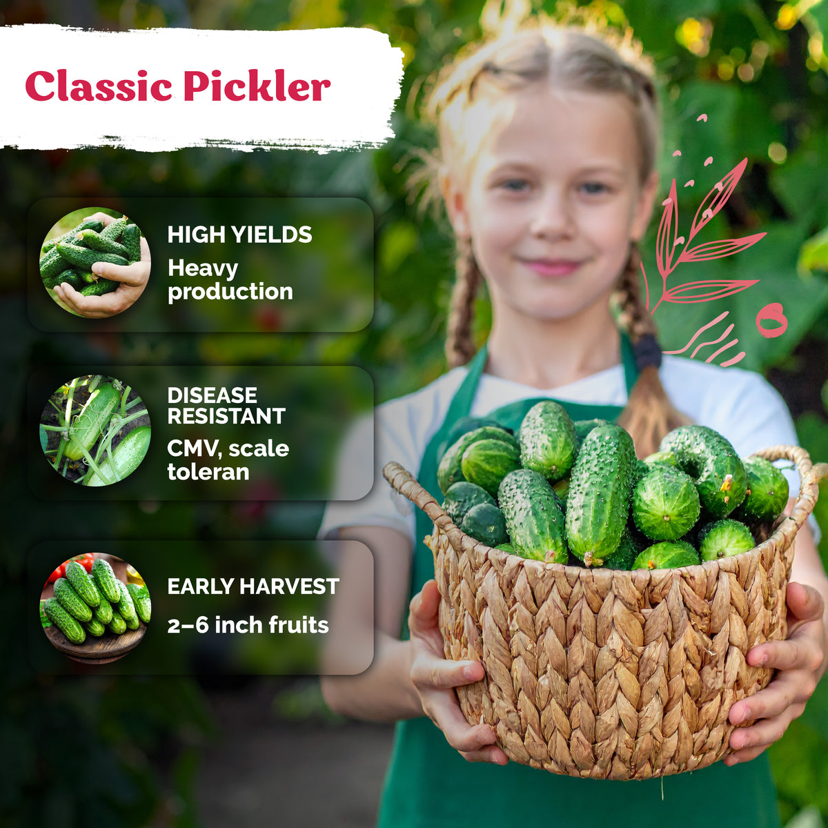 Boston Pickling Cucumber Seeds – kviterseeds.com – photo 4