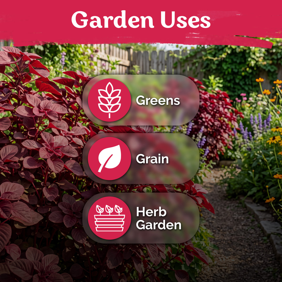 Red Garnet Amaranth Seeds – kviterseeds.com – photo 5