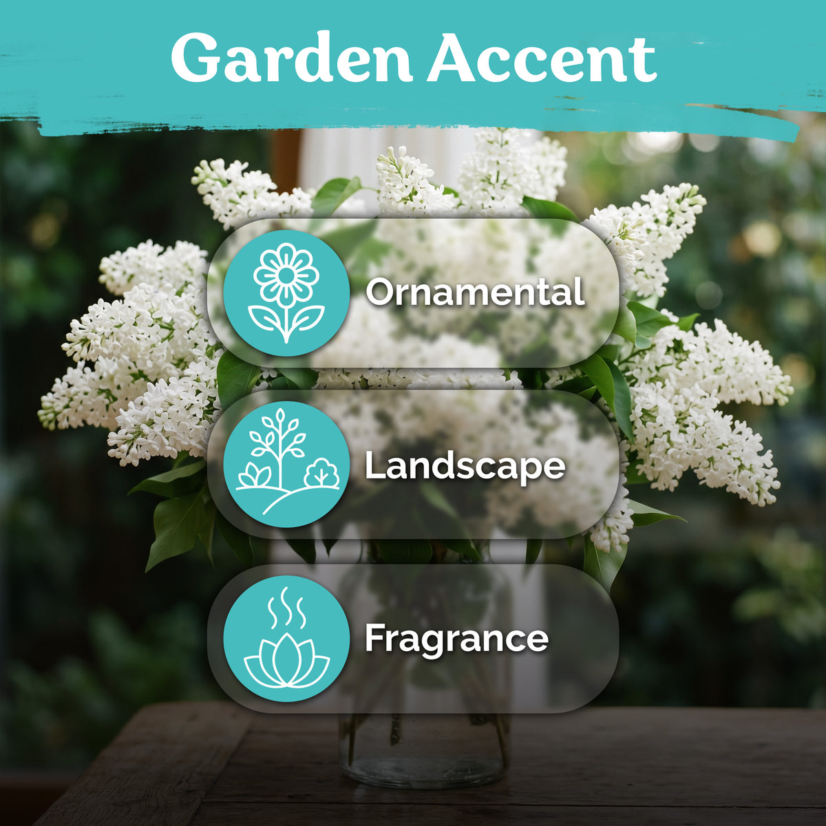 White Japanese Lilac Seeds