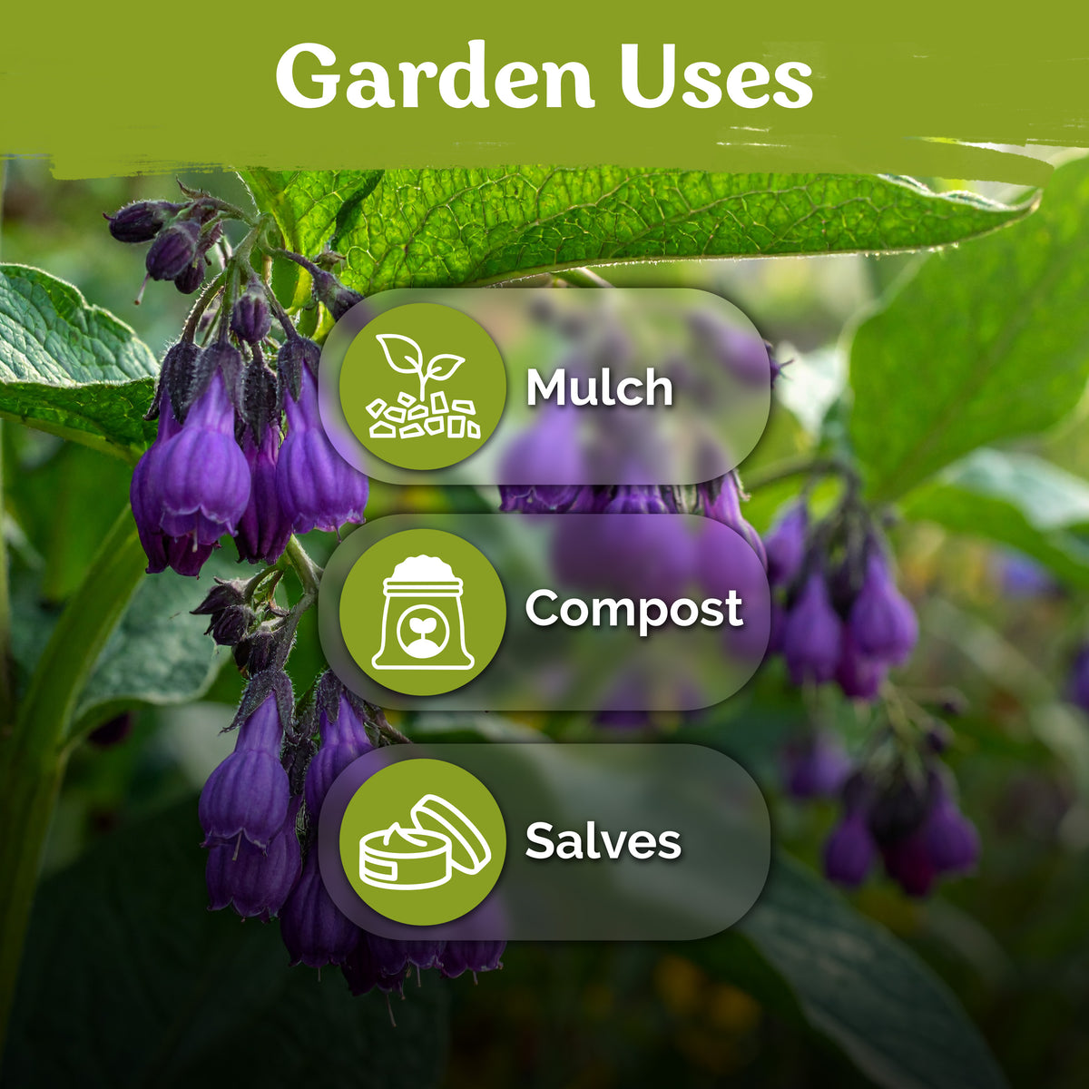 Comfrey Seeds