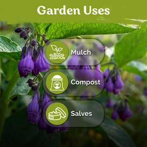Comfrey Seeds – kviterseeds.com – photo 5