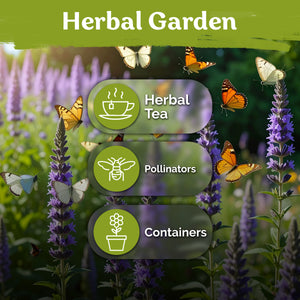 Hyssop Seeds – kviterseeds.com – photo 5
