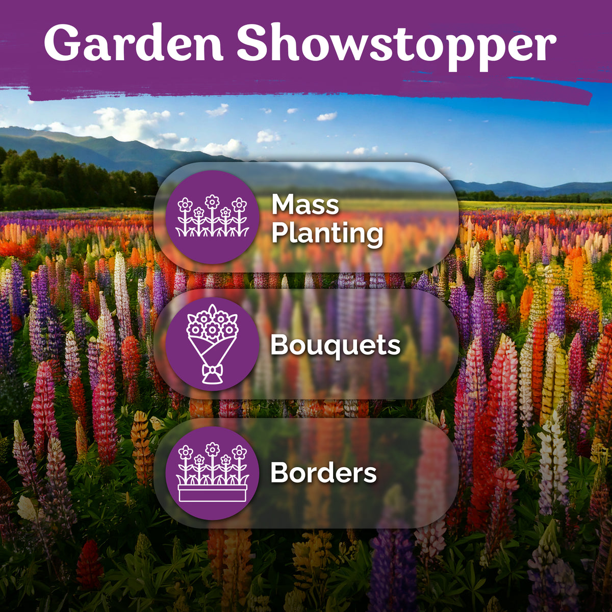 Mix Russell Lupine Seeds