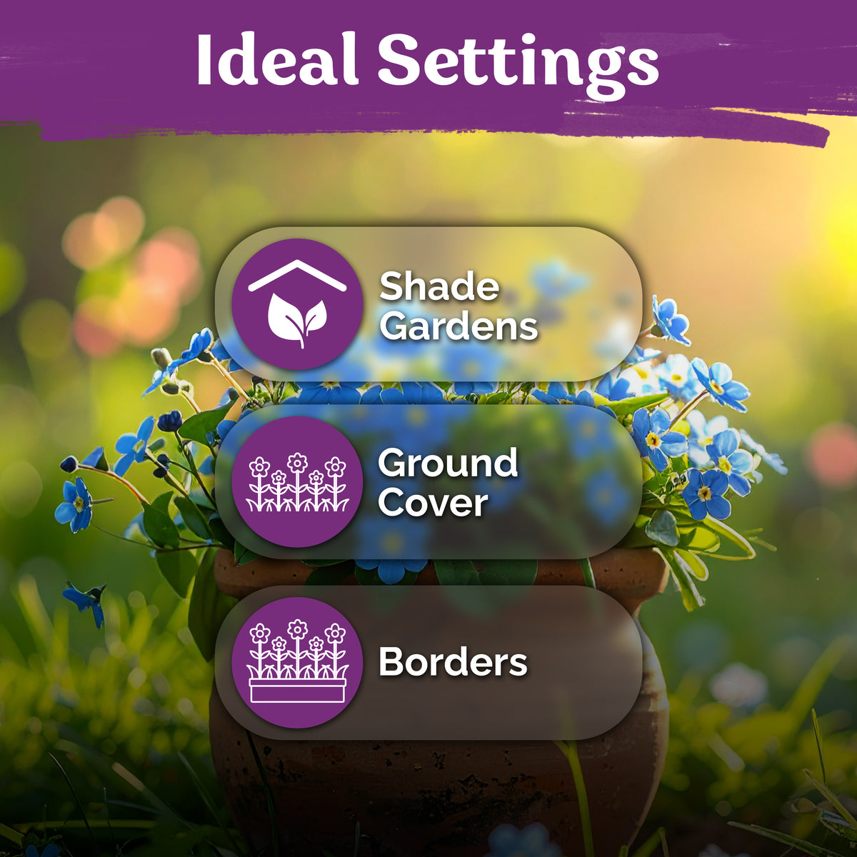 Forget-Me-Not Seeds – kviterseeds.com – photo 5