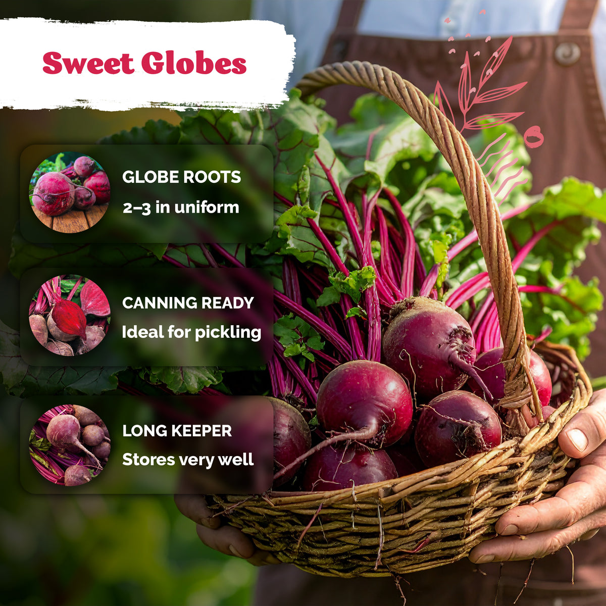 Dark Red Detroit Beet Seeds