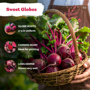 Dark Red Detroit Beet Seeds – kviterseeds.com – photo 4