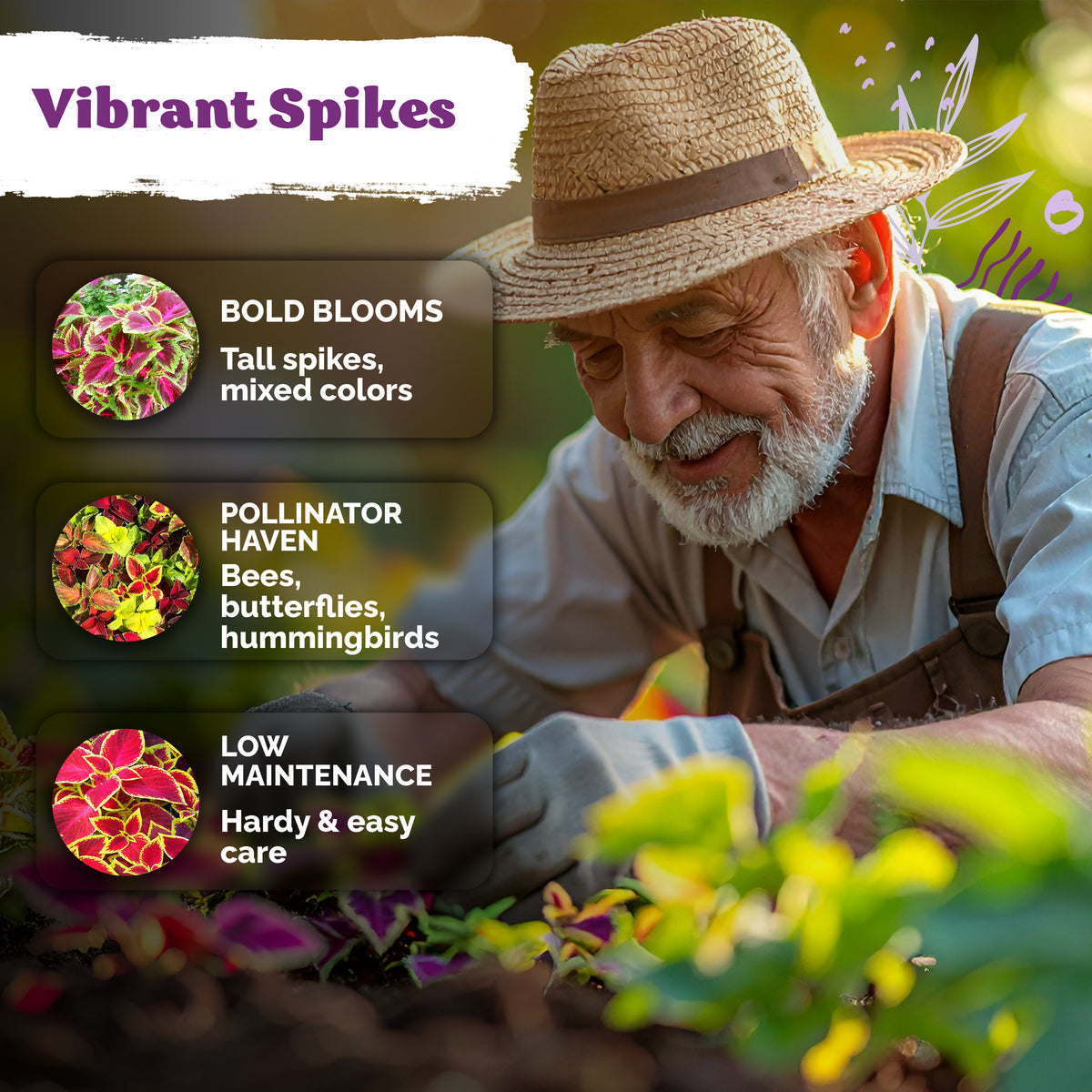 Rainbow Mixture Coleus Seeds