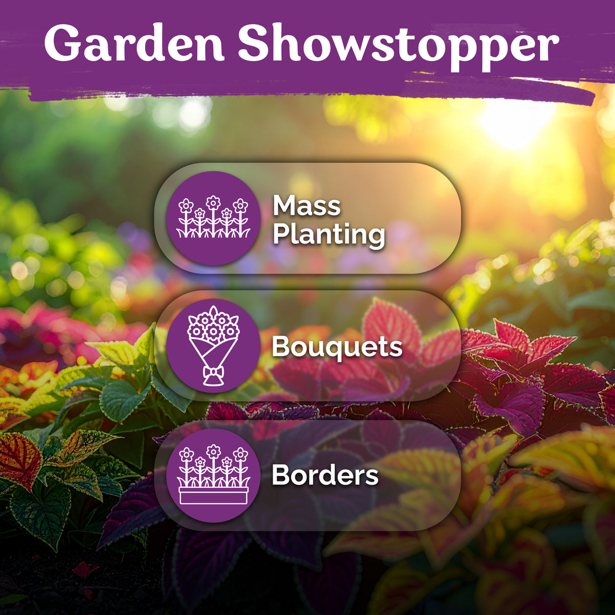 Rainbow Mixture Coleus Seeds