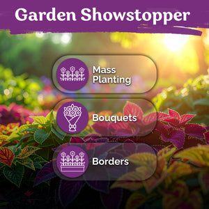 Rainbow Mixture Coleus Seeds – kviterseeds.com – photo 5