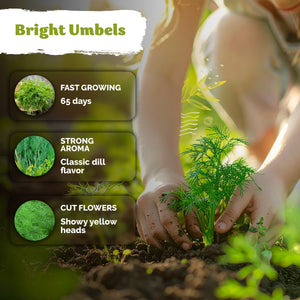 Dill Bouquet Seeds – kviterseeds.com – photo 5