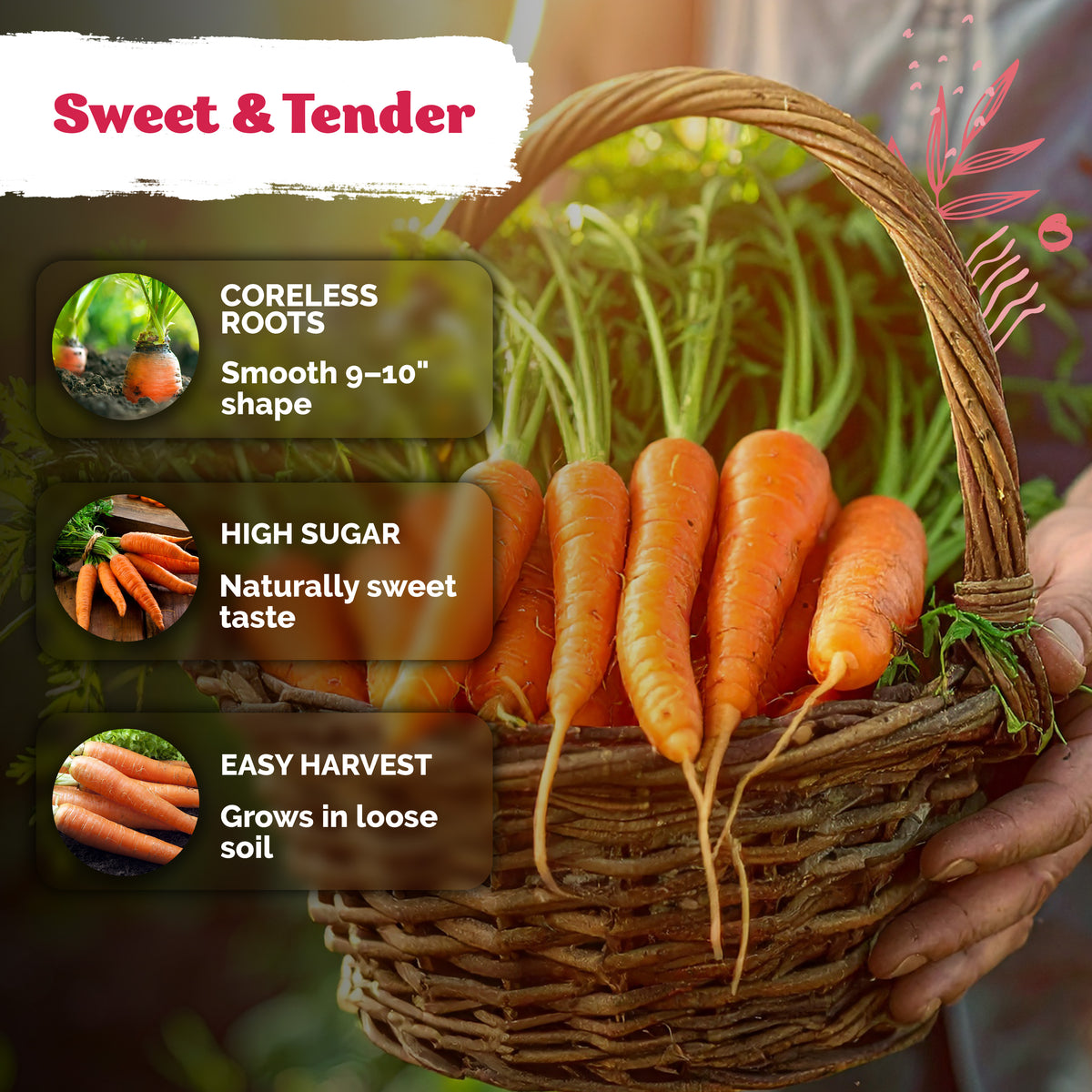 Tendersweet Carrot Seeds – kviterseeds.com – photo 4