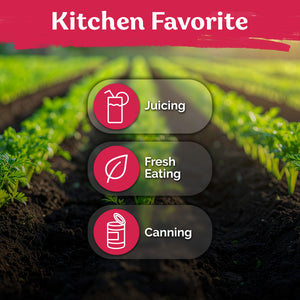 Tendersweet Carrot Seeds – kviterseeds.com – photo 5