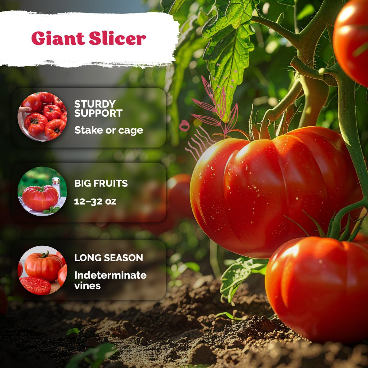 Red Giant Beefsteak Tomato Seeds – kviterseeds.com – photo 4