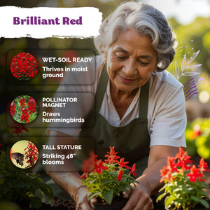 Red Cardinal Flower Seeds – kviterseeds.com – photo 4