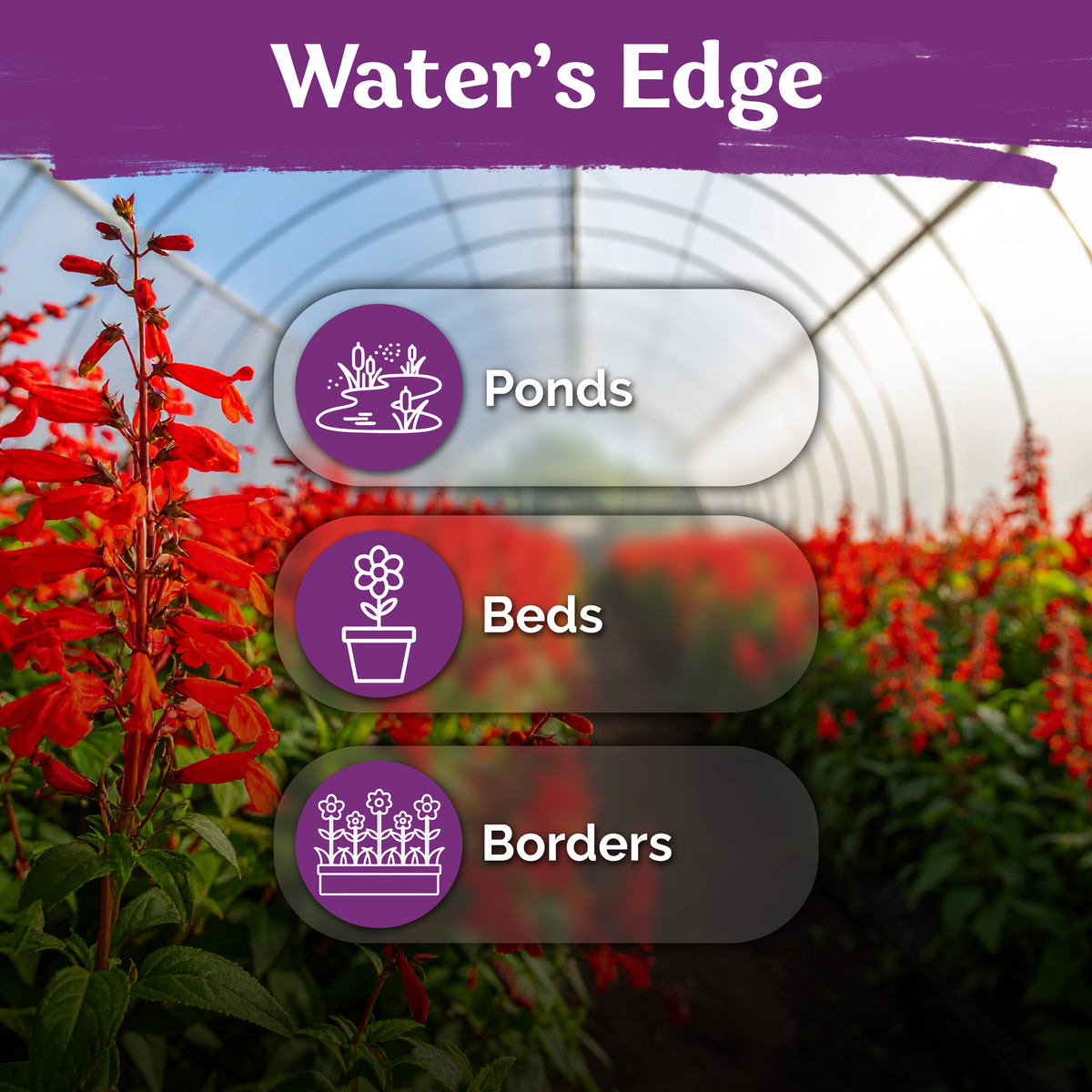 Red Cardinal Flower Seeds – kviterseeds.com – photo 5