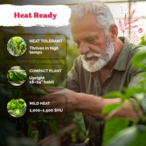 Tam Jalapeno Pepper Seeds – kviterseeds.com – photo 4