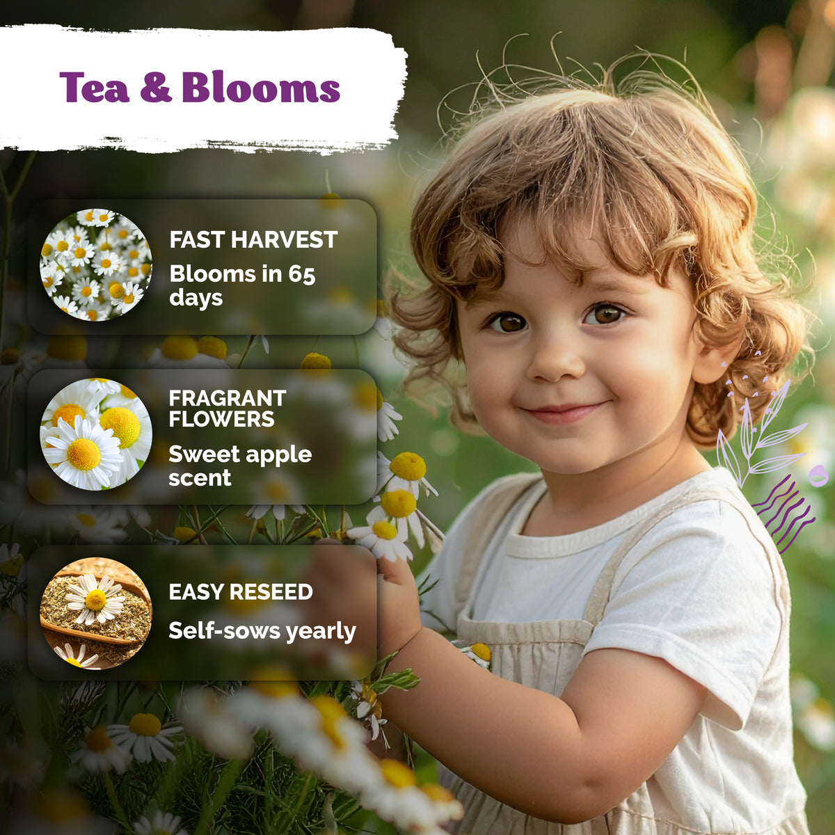German Chamomile Seeds – kviterseeds.com – photo 4