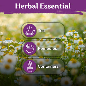 German Chamomile Seeds – kviterseeds.com – photo 5