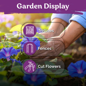 Grandpa Ott Morning Glory Seeds – kviterseeds.com – photo 4
