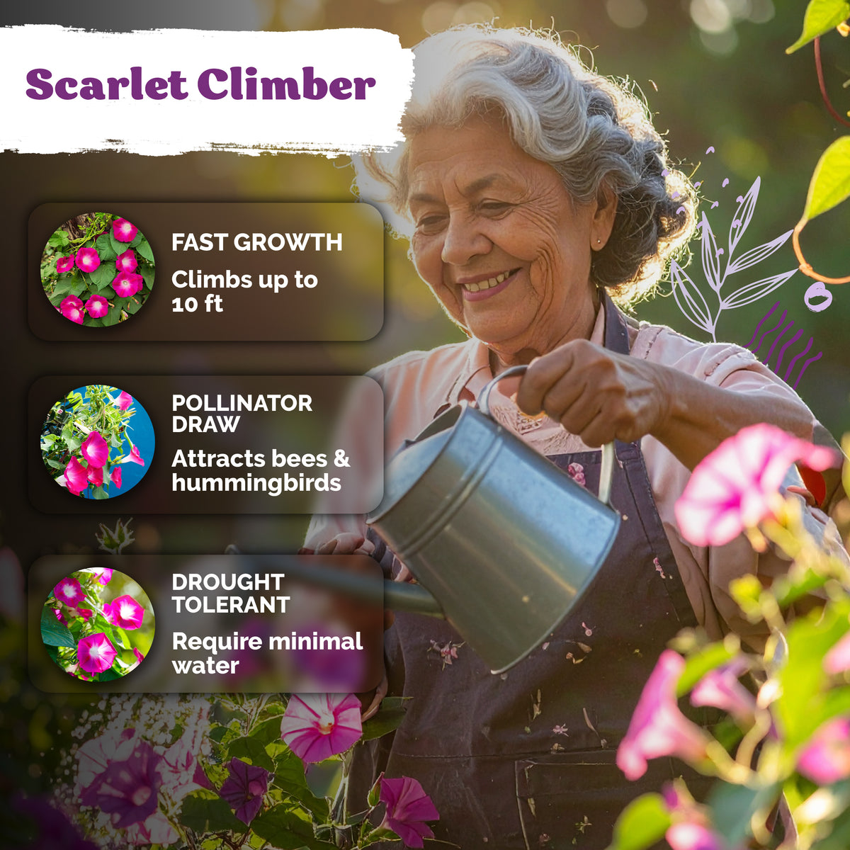 Scarlett O'Hara Morning Glory Seeds – kviterseeds.com – photo 4