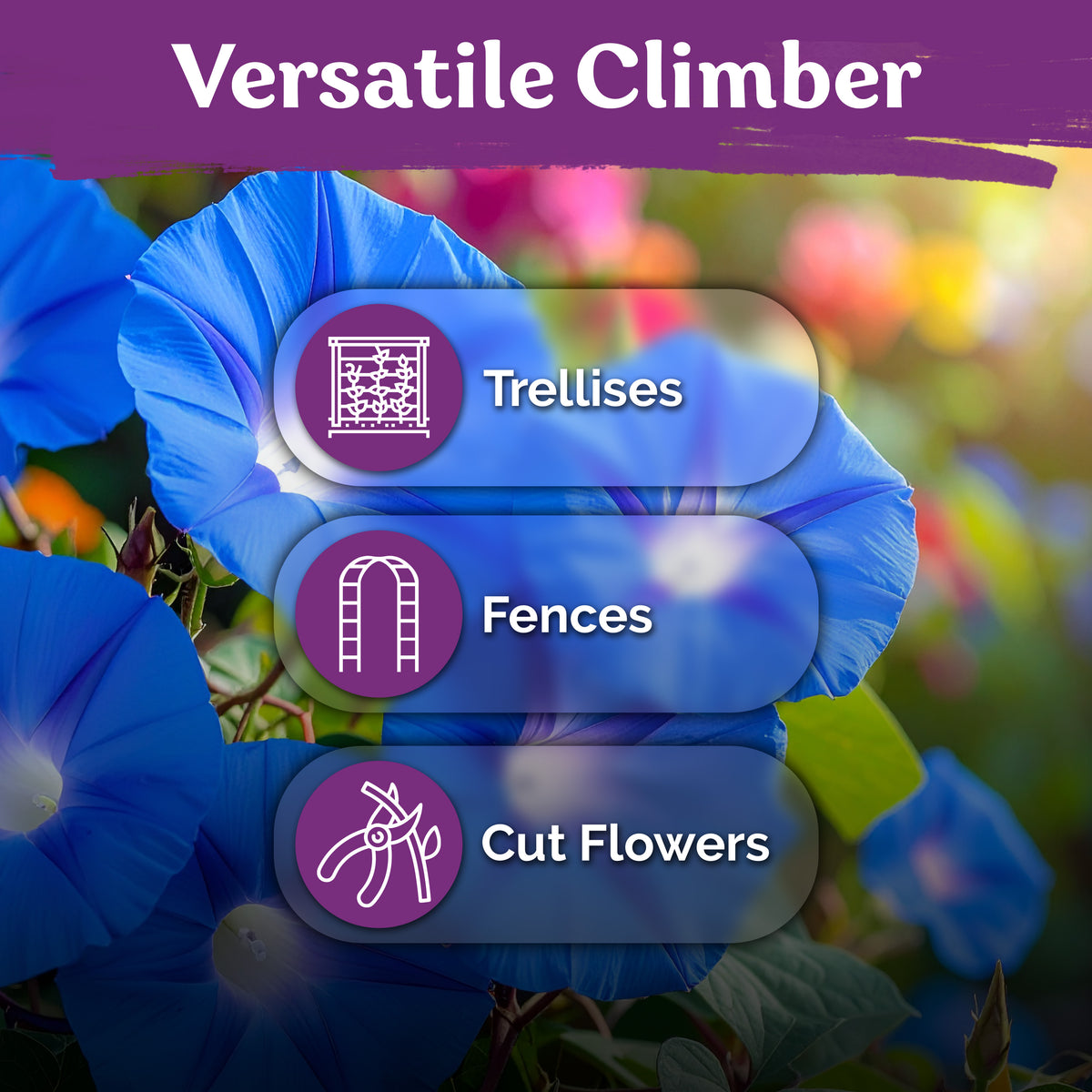 Heavenly Blue Morning Glory Seeds