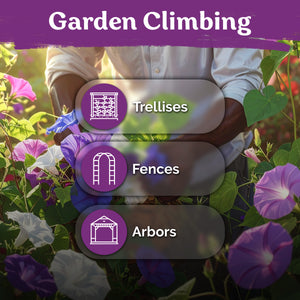 Mix Tall Morning Glory Seeds – kviterseeds.com – photo 5