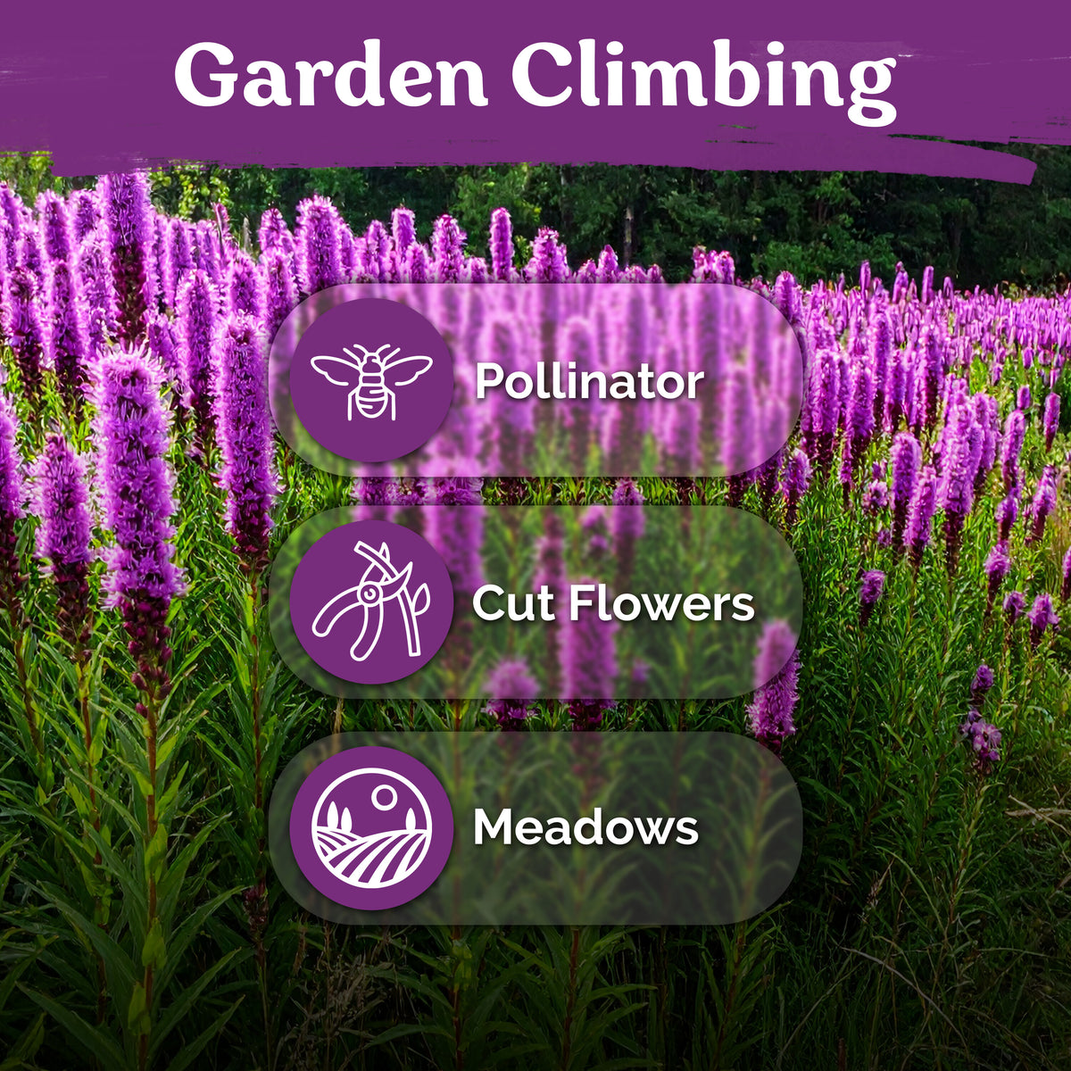 Marsh Blazing Star Seeds