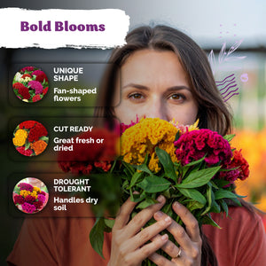 Mix Dwarf Cockscomb Seeds – kviterseeds.com – photo 4
