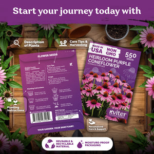 Purple Coneflower Seeds – kviterseeds.com – photo 2