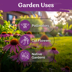 Purple Coneflower Seeds – kviterseeds.com – photo 5