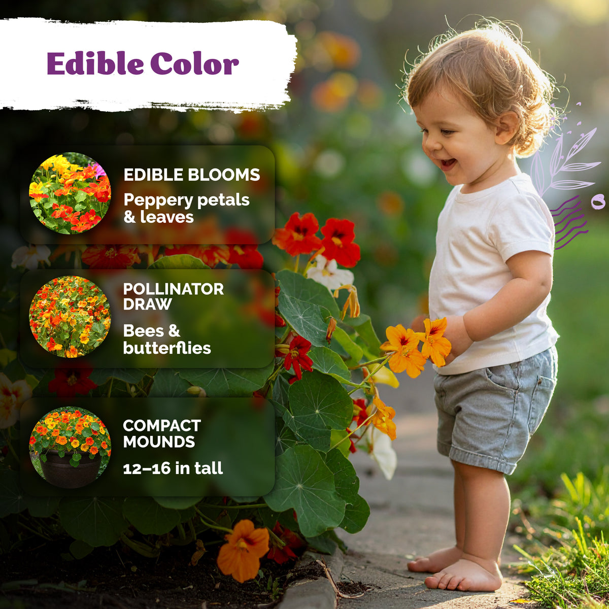 Mix Jewel Nasturtium Seeds – kviterseeds.com – photo 4
